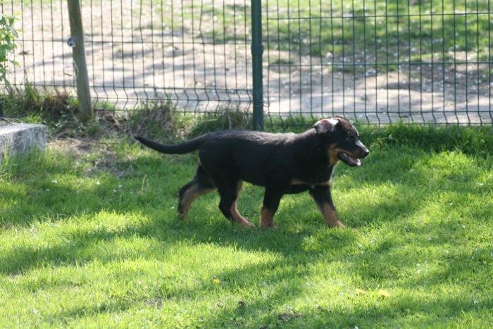 Quenza 09 04 2017 (17)